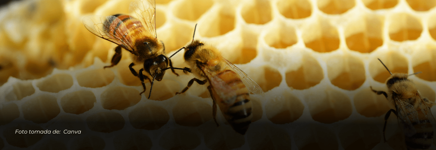 3 Muertes en menos de 10 días por ataque de abejas en el Quindío